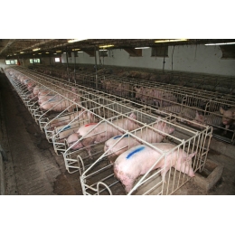 Agriculture and animal husbandry lighting application case