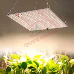 Quantum board plant light